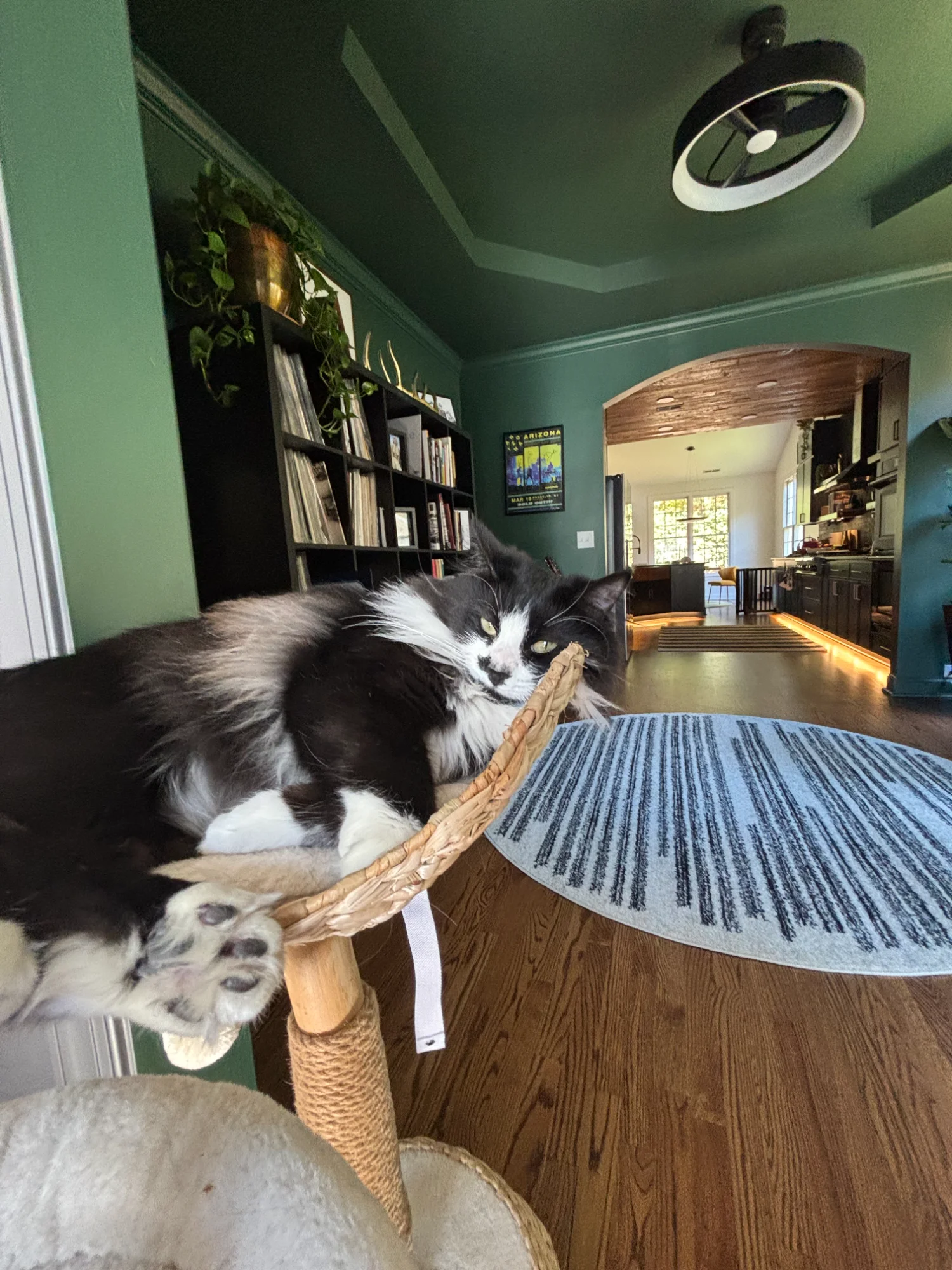 Cat on perch