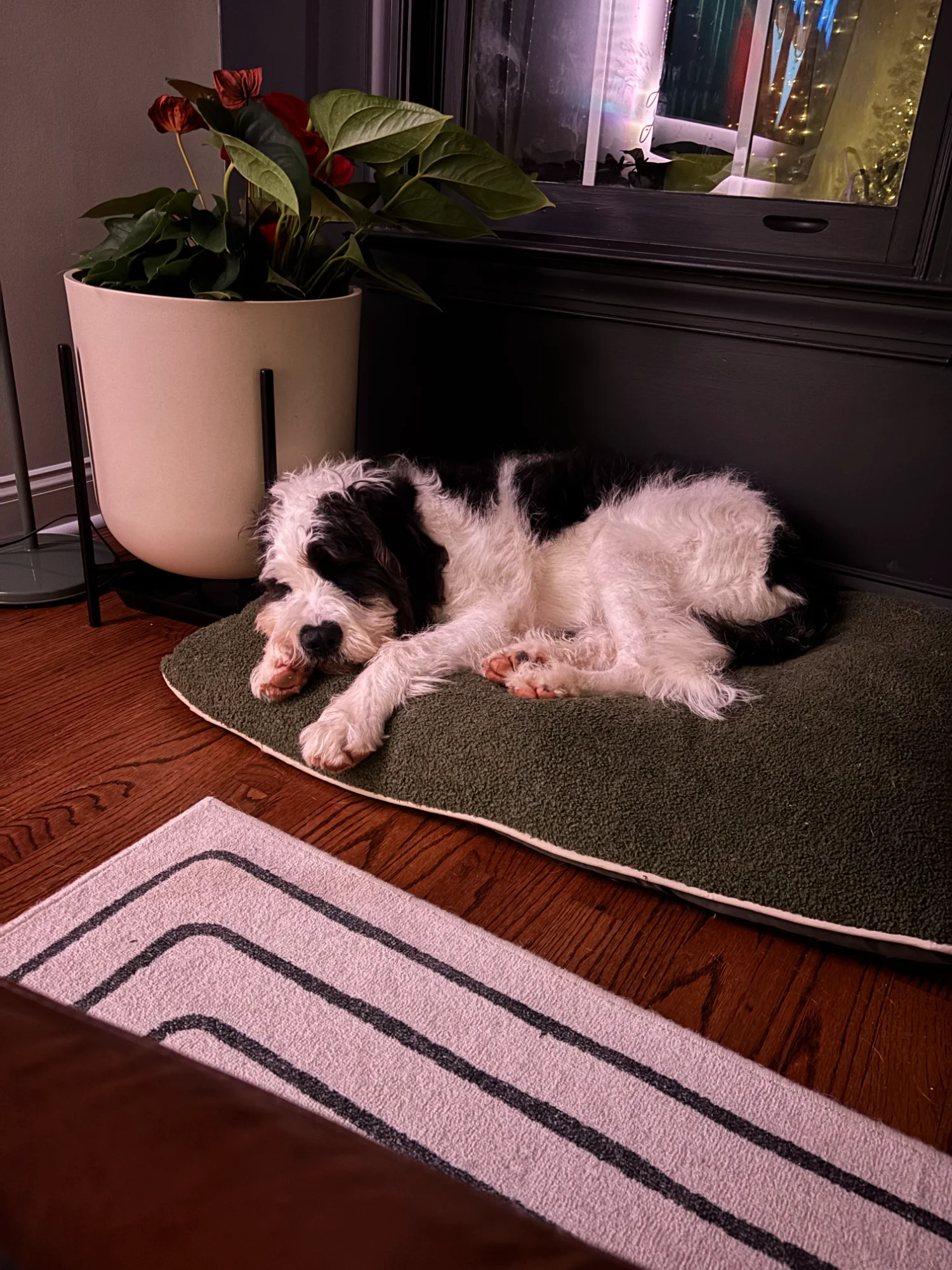 Dog relaxing